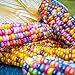 Photo Rosepoem Graines de maïs indien 30 pcs Graines de maïs Graine de maïs arc-en-ciel examen