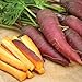 Photo Cosmic Purple Carrot Seeds, 500 Heirloom Seeds Per Packet, Non GMO Seeds, Isla's Garden Seeds review