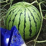 MITRAEE Fresh 100pcs Watermelon Fruit Seeds for Planting Blue Photo, new 2024, best price $10.50 review