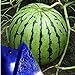 Photo MITRAEE Fresh 100pcs Watermelon Fruit Seeds for Planting Blue review