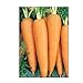Photo 750 Danvers 126 Carrot Seeds | Non-GMO | Fresh Garden Seeds review