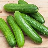 Spacemaster 80 Cucumber Seeds - 50 Count Seed Pack - Non-GMO - Produces Large Numbers of flavorful, Full-Sized Slicing Cucumbers Perfect for The Small Garden. - Country Creek LLC Photo, new 2024, best price $2.29 review
