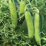 Burpee Masterpiece Pea Seeds 200 seeds Photo, new 2024, best price $5.60 review