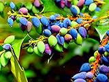 20 Oregon Grape Seeds for Planting - Stunning Ornamental Fruit Bearing Plant - Berberis bealei, Barberry, Leatherleaf Mahonia Photo, new 2024, best price $8.98 ($0.45 / Count) review
