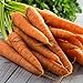 Photo Tendersweet Carrot Seeds - 50 Count Seed Pack - Non-GMO - Rich-Orange Colored Roots are coreless, Crisp and Very Sweet. Perfect for Canning, juicing, or Eating raw. - Country Creek LLC review