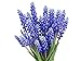 Photo Muscari Armeniacum - 15 Grape Hyacinth Bulbs - Top Size 9/10 cm review