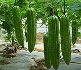 20 Bitter Melon Seed(s)-ASFP Green Skin Bitter Gourd Ku Gua 青皮苦瓜, Can Grow in Pot or Tray Photo, new 2024, best price $16.22 review