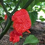 Wayland Chiles Carolina Reaper Seeds (Red) Photo, new 2024, best price $9.50 review