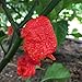 Photo Wayland Chiles Carolina Reaper Seeds (Red) review