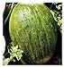 Foto Semillas de melón valenciano temperano - verduras - cucumis melo - 90 semillas aproximadamente - las mejores semillas de plantas - flores - frutas raras - melones valencianos - idea de regalo original revisión