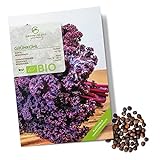 BIO Grünkohl Samen (Redbor) - Grünkohl Saatgut aus biologischem Anbau ideal für die Anzucht im Garten, Balkon oder Terrasse Foto, neu 2024, bester Preis 4,90 € Rezension
