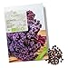 Foto BIO Grünkohl Samen (Redbor) - Grünkohl Saatgut aus biologischem Anbau ideal für die Anzucht im Garten, Balkon oder Terrasse Rezension