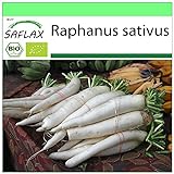 SAFLAX - BIO - Rettich - Japanischer Daikon - 100 Samen - Raphanus sativus Foto, neu 2024, bester Preis 3,95 € Rezension
