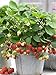 Photo 100+ Wild Strawberry Strawberries Seeds Fragaria Vesca Edible Garden Fruit Heirloom Non-GMO review