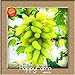 Foto Best-Selling100 PCS/Pack 12 Arten von Traubenkernen Advanced Fruit Seed Natural Growth Trauben Sweet Kyoho Gardening, 6T7EXB 5 Rezension