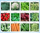 Premium Winter Vegetable Seeds Collection Organic Non-GMO Heirloom Seeds 12 Varieties: Radish, Pea, Broccoli, Beet, Carrot, Cauliflower, Green Bean, Kale, Arugula, Cabbage, Asparagus, Brussel Sprout Photo, new 2024, best price $15.95 ($1.33 / Count) review