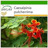 SAFLAX - Pequeño flamboyan - 10 semillas - Con sustrato estéril para cultivo - Caesalpinia pulcherrima Foto, nuevo 2024, mejor precio 4,45 € revisión
