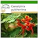 Foto SAFLAX - Pequeño flamboyan - 10 semillas - Con sustrato estéril para cultivo - Caesalpinia pulcherrima revisión