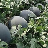 30Pcs Black Diamond Watermelon Seeds Non GMO Seeds Fruit Seed ,for Growing Seeds in The Garden or Home Vegetable Garden Photo, new 2024, best price $6.99 review