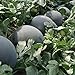 Photo 30Pcs Black Diamond Watermelon Seeds Non GMO Seeds Fruit Seed ,for Growing Seeds in The Garden or Home Vegetable Garden review