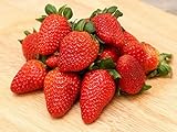 200 Seeds Strawberry Seeds Non-GMO Fruit Seeds Organic Garden Photo, new 2024, best price $10.49 ($148.79 / Ounce) review