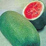 Watermelon, Charleston Grey, Heirloom,100 Seeds, Large Photo, new 2024, best price $2.99 ($0.03 / Count) review
