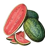 Burpee Mama's Girl Watermelon Seeds 25 seeds Photo, new 2024, best price $9.11 review