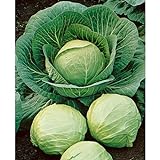 David's Garden Seeds Cabbage Dutch Early Round 2358 (Green) 50 Non-GMO, Heirloom Seeds Photo, new 2024, best price $3.95 review