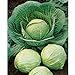 Photo David's Garden Seeds Cabbage Dutch Early Round 2358 (Green) 50 Non-GMO, Heirloom Seeds review