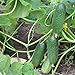 Photo 200+ Cucumber Seeds for Planting, Non-GMO, Premium Heirloom Seeds review