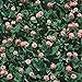 Photo Strawberry Clover - 1 LB ~270,000 Seeds - Hay, Silage, Green Manure or Farm & Garden Cover Crops - Attracts Pollinators review