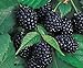 Photo Redeo 2 Chester Thornless BlackBerry Plants, Organically Grown, Best in Zone 5-9. review