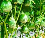 100+ Thai Eggplant Seeds for Planting - Round Eggplant is Ornamental and Tasty Photo, new 2024, best price $8.96 ($0.09 / Count) review