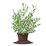 Powder Blue Blueberry - Size: 1-2 ft, Live Plant, Includes Special Blend Fertilizer & Planting Guide Photo, new 2024, best price $27.35 review