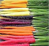 MySeeds.Co Big Pack - (3,500+) Rainbow Mix Carrot Seeds - Atomic Red, Bambino Orange, Cosmic Purple, Lunar White and Solar Yellow Seeds (Big Pack - Carrot Rainbow Mix) Photo, new 2024, best price $9.99 ($0.02 / Count) review