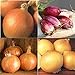 Photo David's Garden Seeds Collection Set Onion Long-Day 9332 (Multi) 4 Varieties 800 Non-GMO, Open Pollinated Seeds review