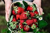 Albion Everbearing Strawberry Bare Roots Plants, 25 per Pack, Hardy Plants Non GMO… Photo, new 2024, best price $15.99 ($0.64 / Count) review