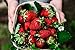 Photo Albion Everbearing Strawberry Bare Roots Plants, 25 per Pack, Hardy Plants Non GMO… review