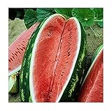 David's Garden Seeds Fruit Watermelon Allsweet 1429 (Red) 50 Non-GMO, Heirloom Seeds Photo, new 2024, best price $3.45 review
