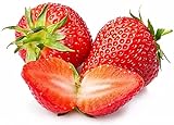 Strawberry Seeds for Planting in Your Indoor or Outdoor Garden: Non-GMO,Non-Hybrid,Heirloom and Organic (100PCS) Photo, new 2024, best price $9.95 review