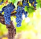 Wine Grape Vine Seeds for Planting - 100+ Seeds - Ships from Iowa, USA Photo, new 2024, best price $9.09 ($0.09 / Count) review