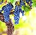 Photo Wine Grape Vine Seeds for Planting - 100+ Seeds - Ships from Iowa, USA review