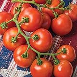 Burpee 'Fourth of July' Hybrid | Red Slicing Tomato | 50 Seeds Photo, new 2024, best price $8.75 review