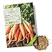 Foto BIO Karotten Samen (Early Nantes) - Möhren Saatgut aus biologischem Anbau ideal für die Anzucht im Garten, Balkon oder Terrasse Rezension