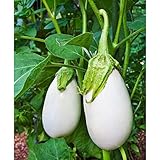 Cloud Nine Hybrid Eggplant Seeds (30+ Seed Package) Photo, new 2024, best price $4.19 review