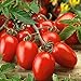 Foto Semilla de fruta fresca con 80pcs / bolsa Semilla de tomate rara Intolerante frío Fruta jugosa Nutritiva Semilla de tomate rara para plantar Garden Yard Home Landscaping revisión