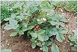 David's Garden Seeds Fruit Strawberry Alexandria 6977 (Red) 100 Non-GMO, Heirloom Seeds Photo, new 2024, best price $4.45 ($0.04 / Count) review