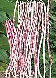 Long Bean Seeds 10g Snake Yard-Long Asparagus Bean Red Noodle Pole Bean Garden Vegetable Organic Green Fresh for Planting Outside Door Cooking Dish Taste Sweet Delicious (Bean Seeds-Mix) Photo, new 2024, best price $7.99 ($19.98 / Ounce) review