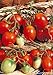 Photo Salerno Seeds Grape Tomato Piennolo Del Vesuvio Pomodoro Heirloom Tomato 3 Grams Made in Italy Italian Non-GMO review