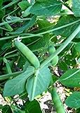 Pea Seed, Early Alaska, Heirloom, Non GMO, 20+ Seeds, Great Peas Photo, new 2024, best price $1.99 review